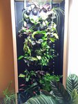 mur vegetal.jpg
