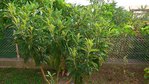 arbre 1.jpg
