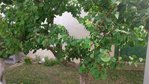 arbre 2.jpg