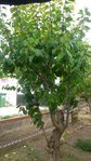 arbre 3.jpg