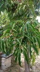 arbre 4.jpg