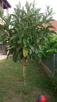 arbre 5.jpg