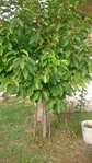 arbre 6.jpg