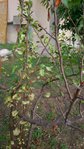 arbre 7.jpg