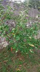 arbre 8.jpg