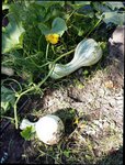 Courgette.jpg