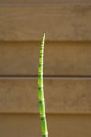 DSC00550.JPG