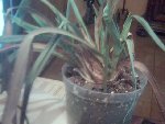 Pic-20080908-003.jpg