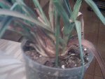 Pic-20080908-004.jpg