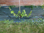 Vigne rouge - 2 branches