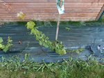 Vigne blanche - 2 branches