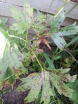 20150906_101302.jpeg