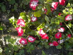 DSCN6456.JPG