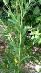 alternifolia1.jpg