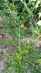 alternifolia2.jpg