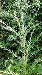 alternifolia3.jpg