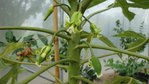 Carica Papaya.JPG