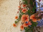 petunia nain saumon.jpg