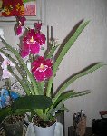 miltonia 01.JPG