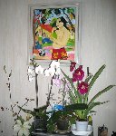 miltonia 02.JPG