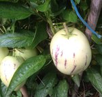 poire melon.JPG