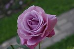 IMGP9294.jpg