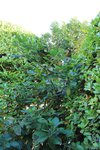 IMG_7179.JPG