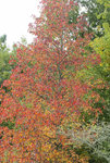 liquidambar_1-7.JPG