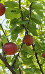 bactériose-10.JPG