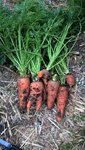 Voici quelques carottes récoltées sur la première série.