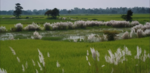 579074planteInde.png