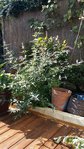 IMG-20151003-WA0002.jpg