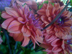 IMG-20151004-01929.jpg
