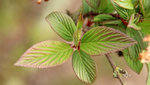 viburnum-x-bodnantense-charles-lamont-leaves-1.jpg