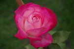 IMGP9447.jpg