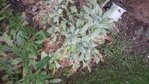 stachys silver carpet.jpg