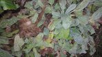 stachys siver carpet.jpg