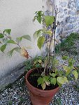 P92920d05.jpg