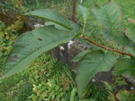 DSCN1712.resized.JPG