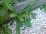 DSC00294.JPG