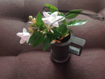 IMG_0081a.png