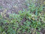 DSC00295.JPG
