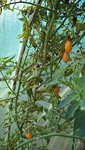 Les plants atteints par le mildiou ne produisent plus,ils jaunissent,preuve que le mildiou n'est plus actif.