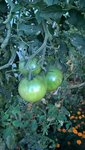 Des tomates ne demandent qu'à mûrir.