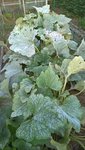 Les pieds de courgettes souffrent également de la fraîcheur nocturne,et les courgettes poussent TRÈS lentement.<br />Les trous visible dans les feuilles,sont dû à un puissant orage de grésil que nous avons subit mardi en fin de journée.