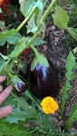 Les plants produisent encore quelques belles aubergines.