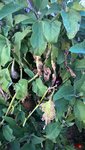 Les plants d'aubergines produisent encore,mais les feuilles souffrent du froid et des blessures dues à la tempête de septembre.