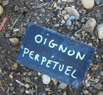 oignon perpétuel.jpg