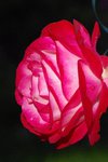 IMGP9536.jpg