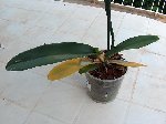 orchidée 001.jpg